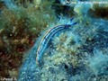 scuba diving photo