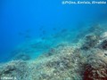 scuba diving photo