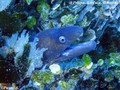 scuba diving photo
