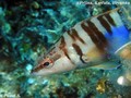 scuba diving photo