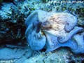 scuba diving photo