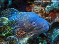 scuba diving photo
