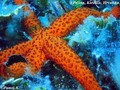 scuba diving photo