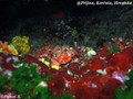 scuba diving photo