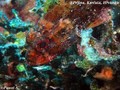 scuba diving photo