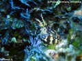 scuba diving photo