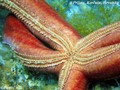 scuba diving photo