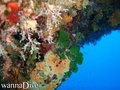 scuba diving photo