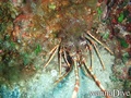 scuba diving photo
