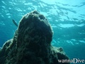 scuba diving photo