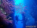 scuba diving photo