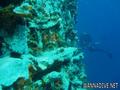 scuba diving photo