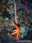 scuba diving photo