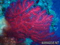 scuba diving photo