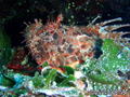 scuba diving photo