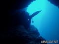 scuba diving photo