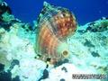 scuba diving photo