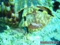 scuba diving photo