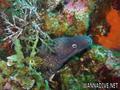 scuba diving photo