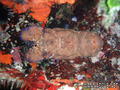 scuba diving photo