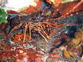 scuba diving photo