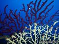scuba diving photo