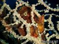scuba diving photo