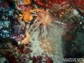 scuba diving photo