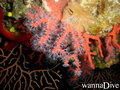 scuba diving photo