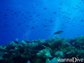 scuba diving photo