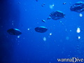 scuba diving photo