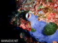 scuba diving photo