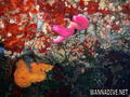 scuba diving photo