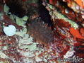 scuba diving photo