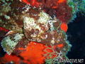 scuba diving photo