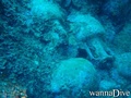 scuba diving photo