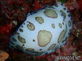 scuba diving photo