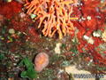 scuba diving photo