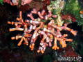 scuba diving photo
