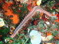 scuba diving photo