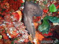 scuba diving photo