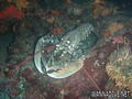 scuba diving photo
