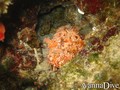 scuba diving photo