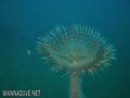 scuba diving photo
