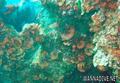 scuba diving photo