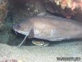 scuba diving photo