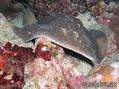 scuba diving photo