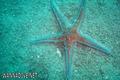 scuba diving photo