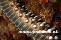 scuba diving photo