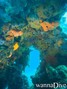 scuba diving photo